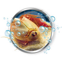 Clementoni Kweek je eigen Triops productafbeelding 4