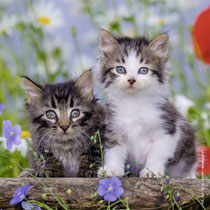 Ravensburger puzzelset katten - 3 x 49 stukjes productafbeelding 2