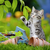 Ravensburger puzzelset katten - 3 x 49 stukjes productafbeelding 3