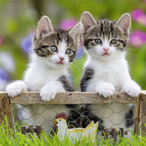 Ravensburger puzzelset katten - 3 x 49 stukjes productafbeelding 4