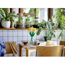 LEGO Botanicals narcissen 40747 productafbeelding 9