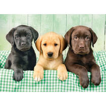 Clementoni puzzel drie labradors - 1000 puzzelstukjes productafbeelding 3