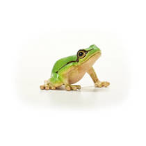schleich WILD LIFE Europese boomkikker 14882 productafbeelding 6