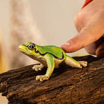 schleich WILD LIFE Europese boomkikker 14882 productafbeelding 2