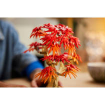 LEGO Botanicals Japanse esdoorn bonsaiboompje 10348 productafbeelding 7