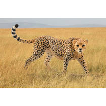 schleich WILD LIFE jachtluipaard 14746 productafbeelding 2