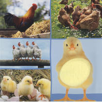 Welk dier hoor ik hier? boerderijdieren geluidenboek productafbeelding 4