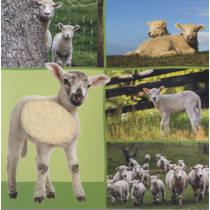 Welk dier hoor ik hier? boerderijdieren geluidenboek productafbeelding 2