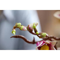 LEGO Botanicals magnoliatakken 11510 productafbeelding 7